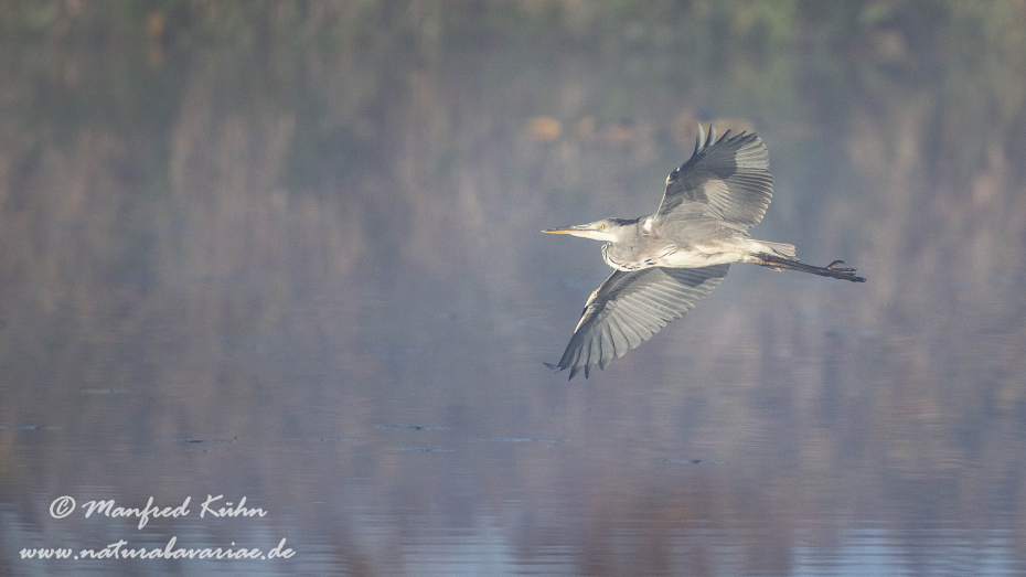 Graureiher ()_0083