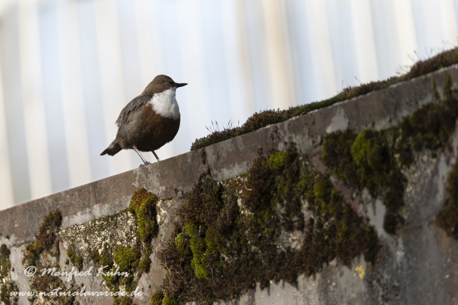 Wasseramsel ()_0003