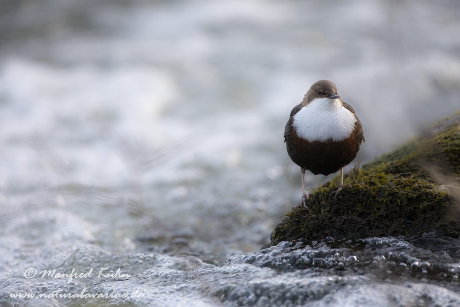Wasseramsel ()_0110