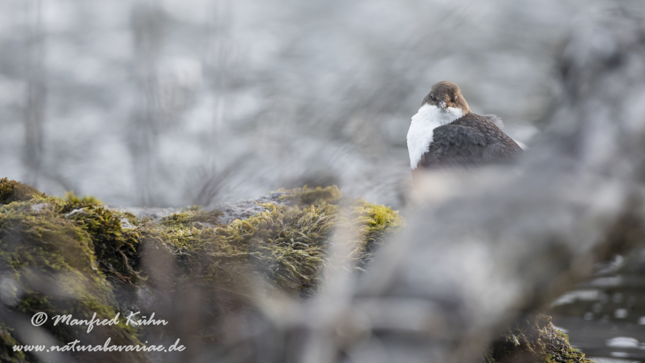 Wasseramsel ()_0111