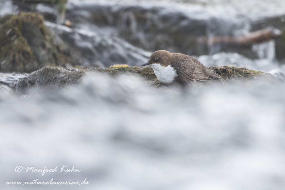 Wasseramsel ()_0113