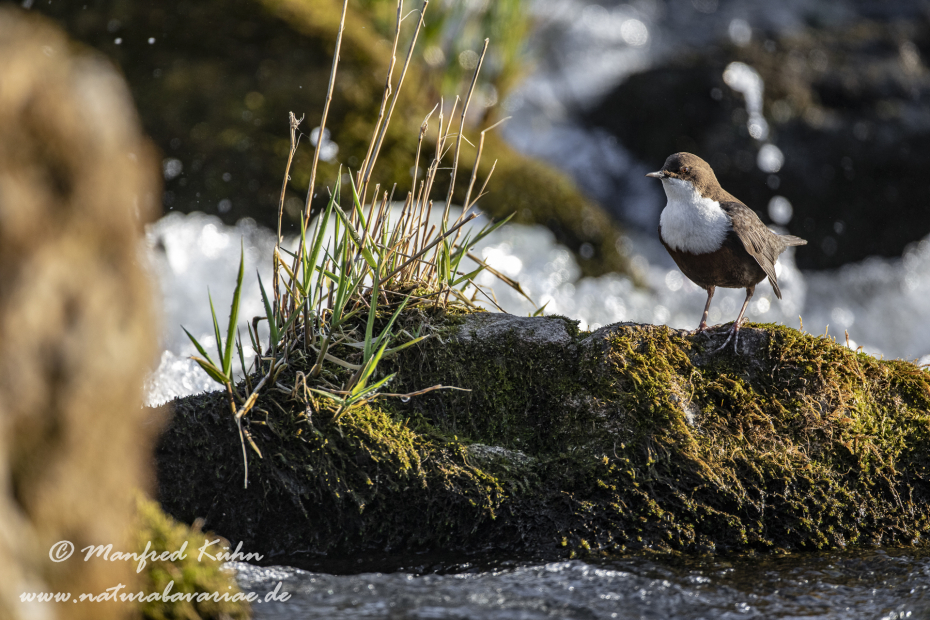 Wasseramsel ()_0115