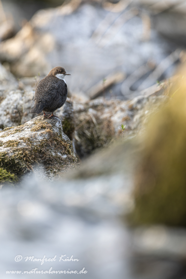 Wasseramsel ()_0122