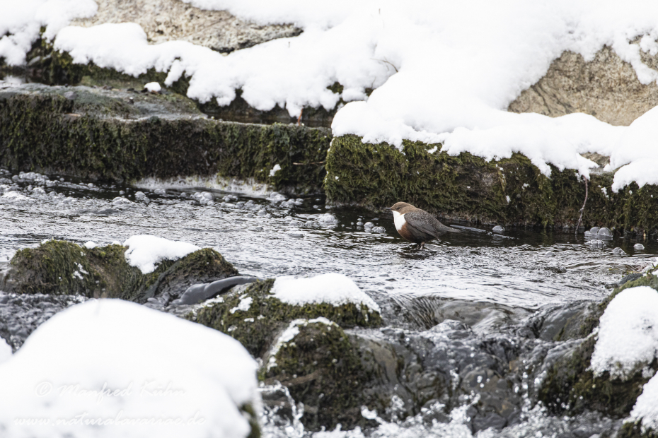 Wasseramsel ()_0180