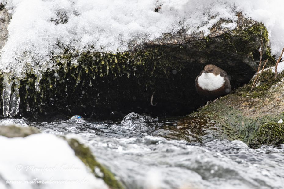 Wasseramsel ()_0184