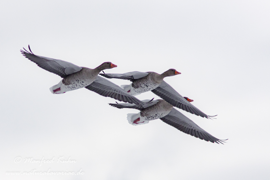 Graugans ()_0050