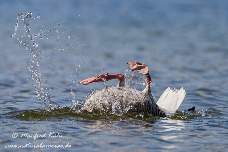 Graugans ()_0081