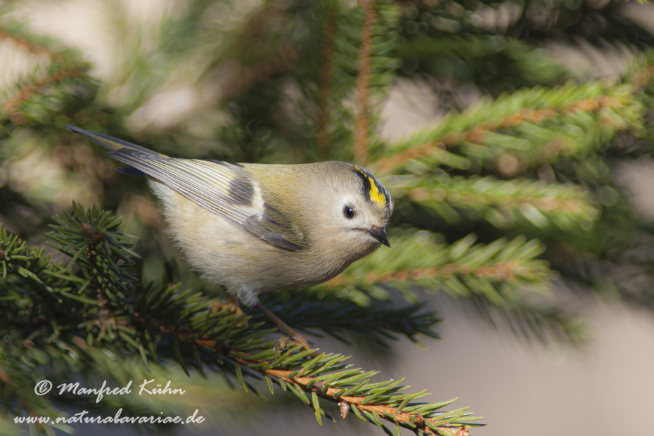 Wintergoldhaehnchen ()_0002