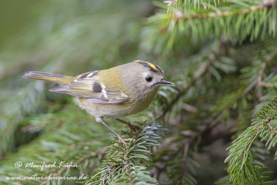 Wintergoldhaehnchen ()_0004