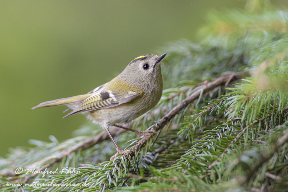 Wintergoldhaehnchen ()_0005