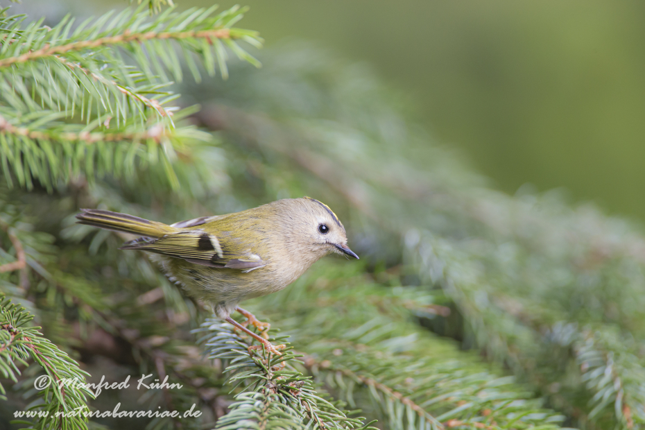 Wintergoldhaehnchen ()_0006
