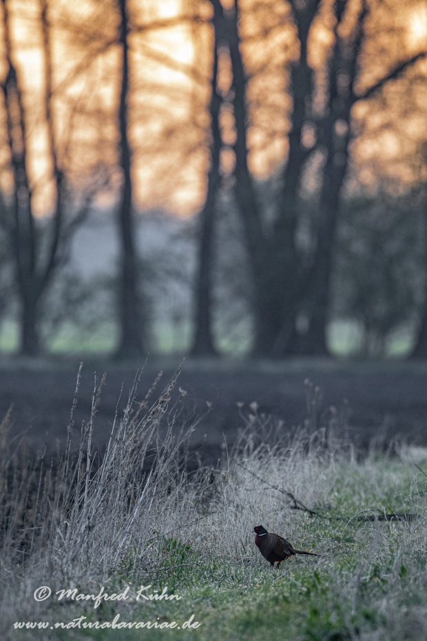 Fasan (Jagdfasan)_0163
