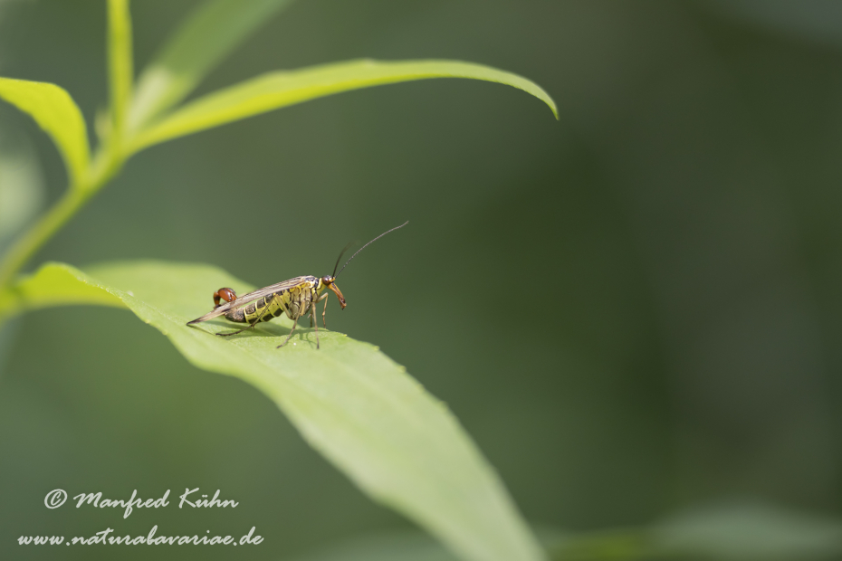 Skorpionsfliege (Gemeine)_0002