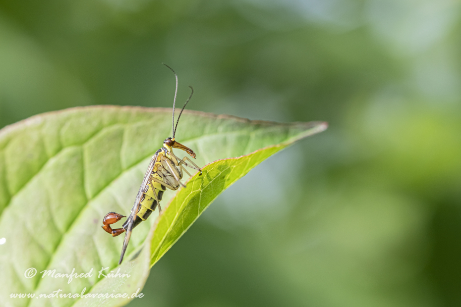 Skorpionsfliege (Gemeine)_0003