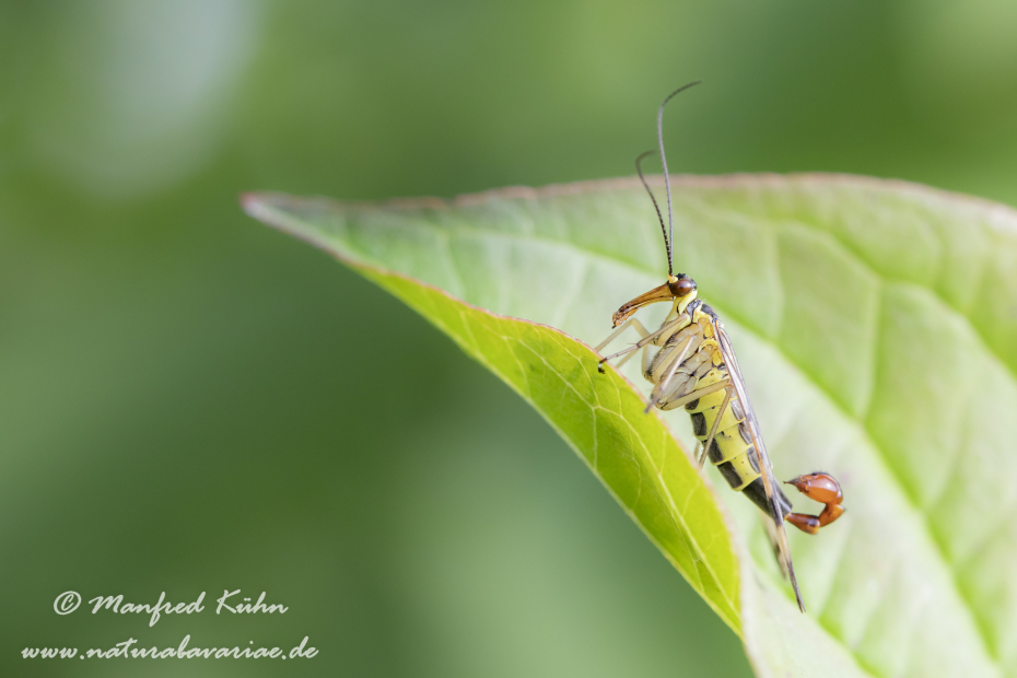 Skorpionsfliege (Gemeine)_0006