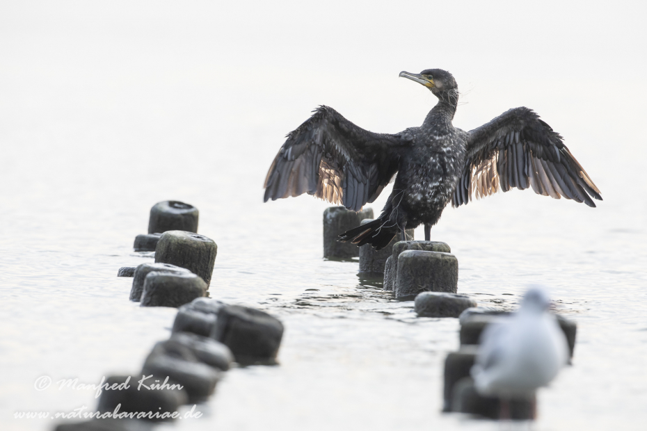 Kormoran ()_0101