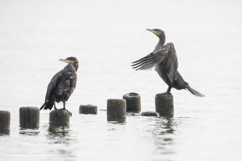Kormoran ()_0105