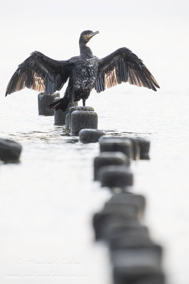 Kormoran ()_0117