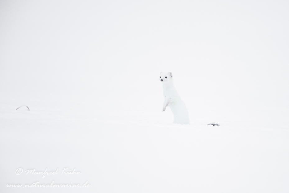 Hermelin ()_0036
