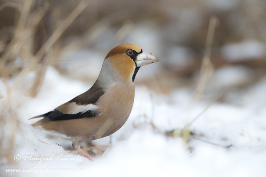 Kernbeisser ()_0015