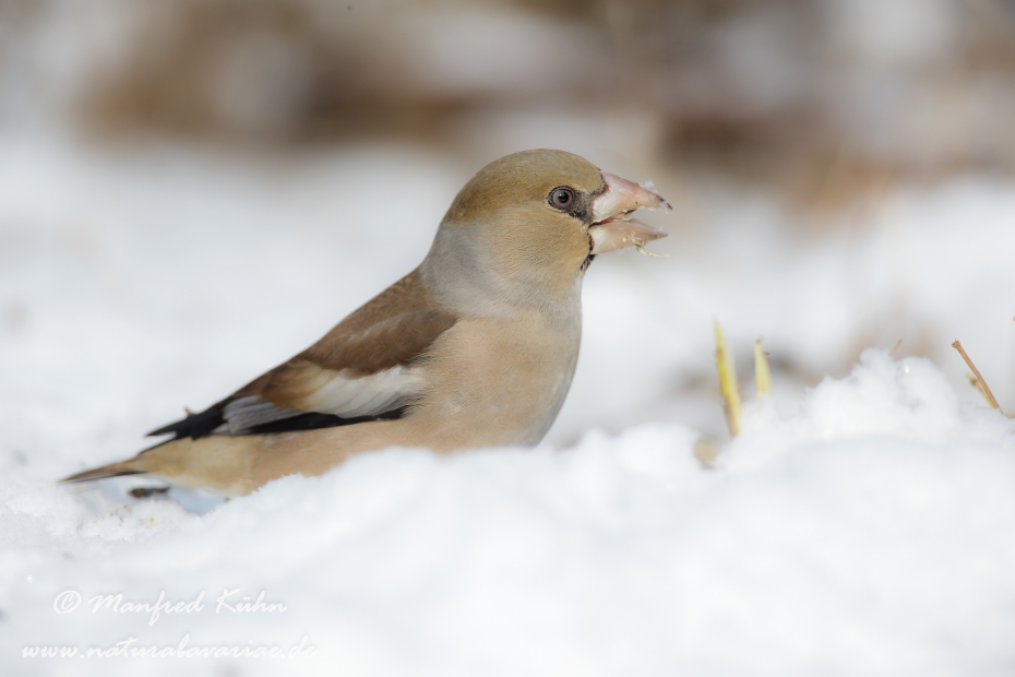 Kernbeisser ()_0016