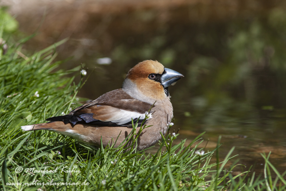 Kernbeisser ()_0037