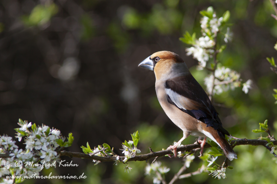 Kernbeisser ()_0040