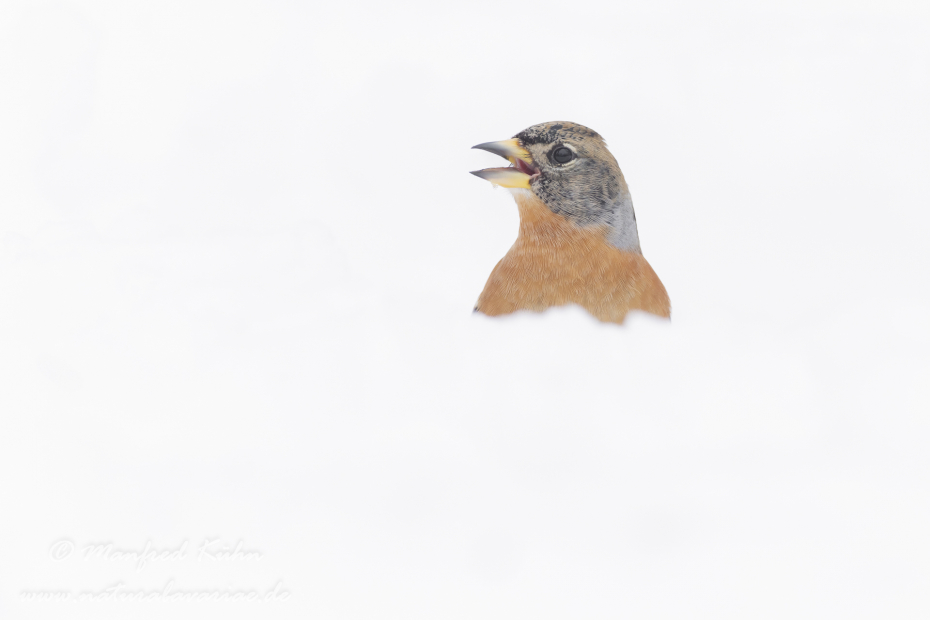 Bergfink ()_0029