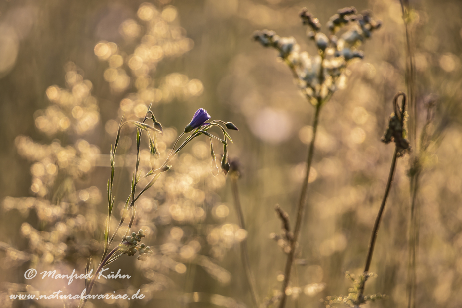 Lein (Gemeiner)_0035