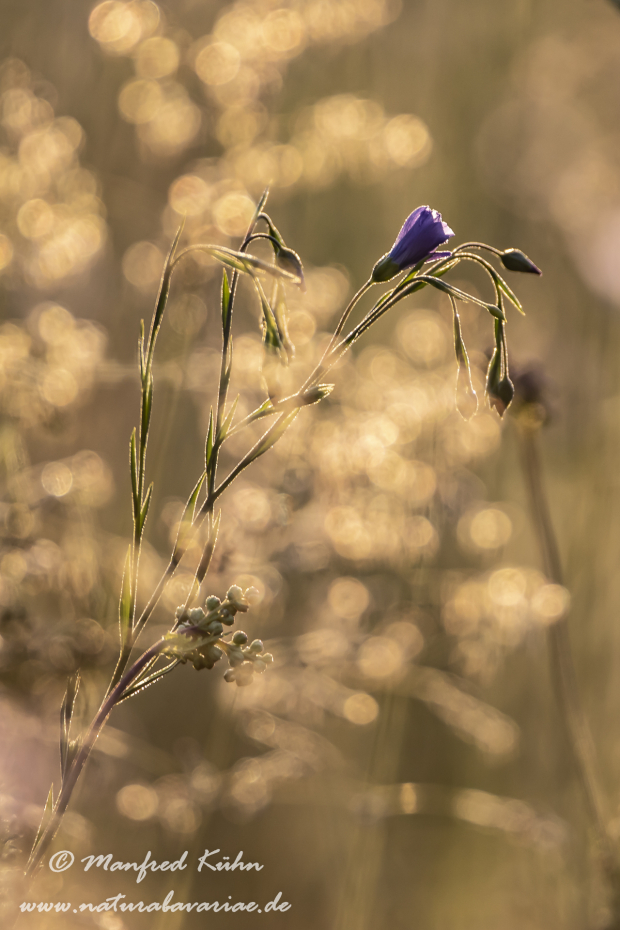 Lein (Gemeiner)_0036