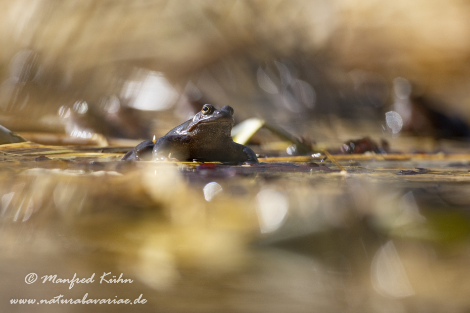 Grasfrosch ()_0051