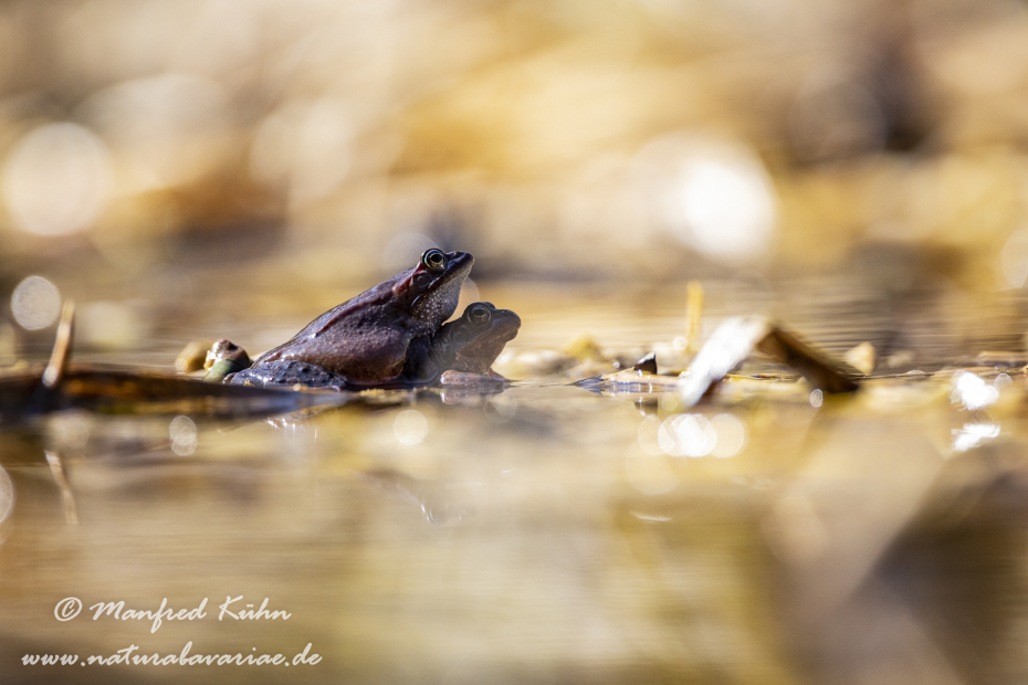 Grasfrosch ()_0054