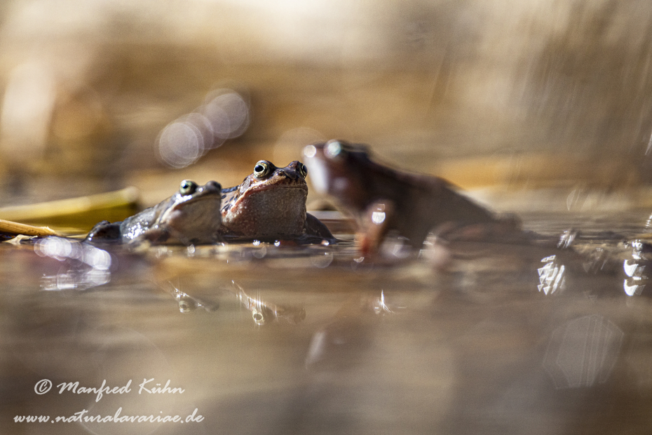 Grasfrosch ()_0057
