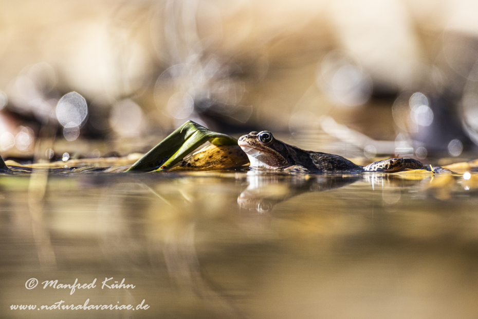 Grasfrosch ()_0059
