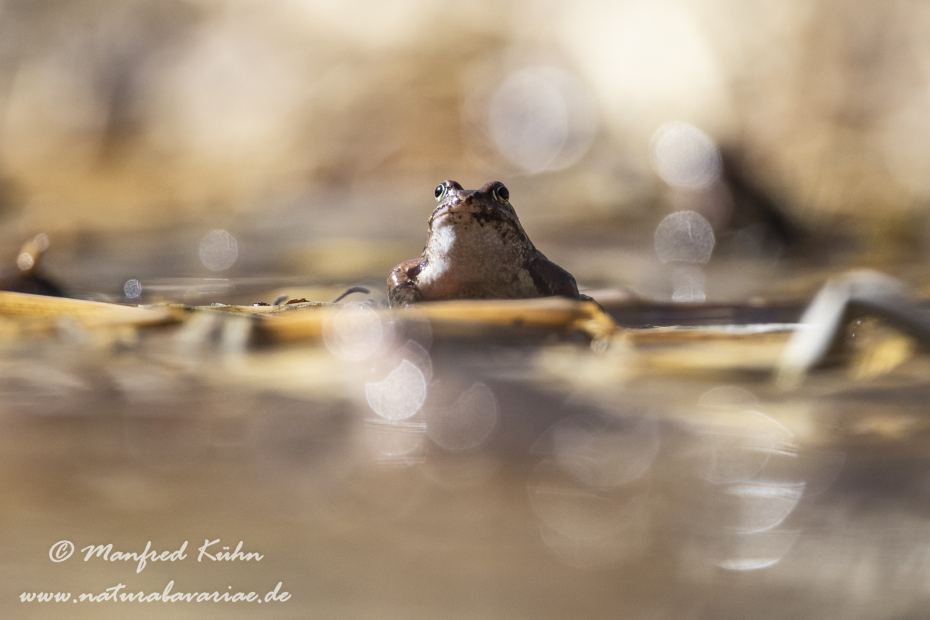 Grasfrosch ()_0061