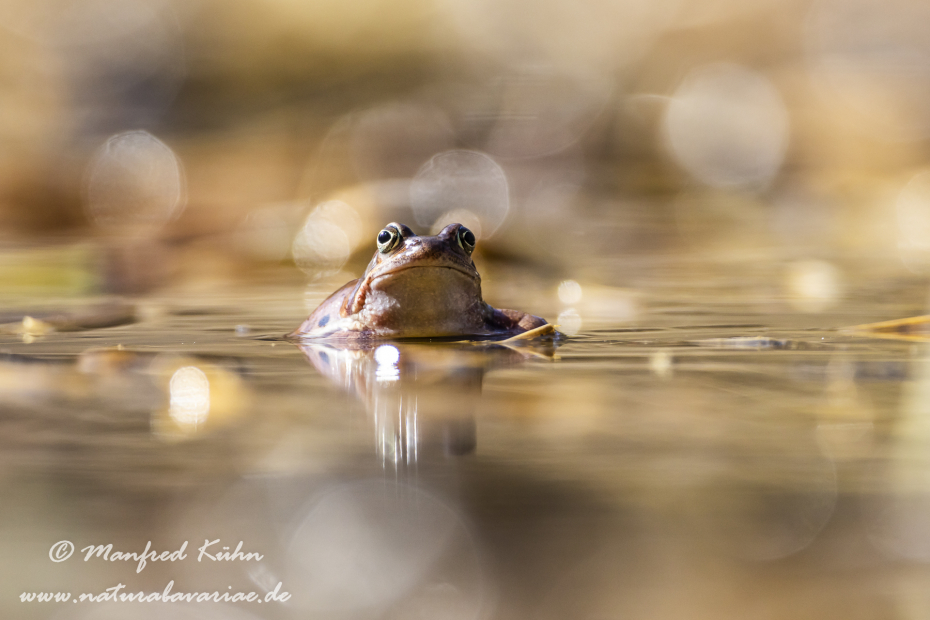 Grasfrosch ()_0064