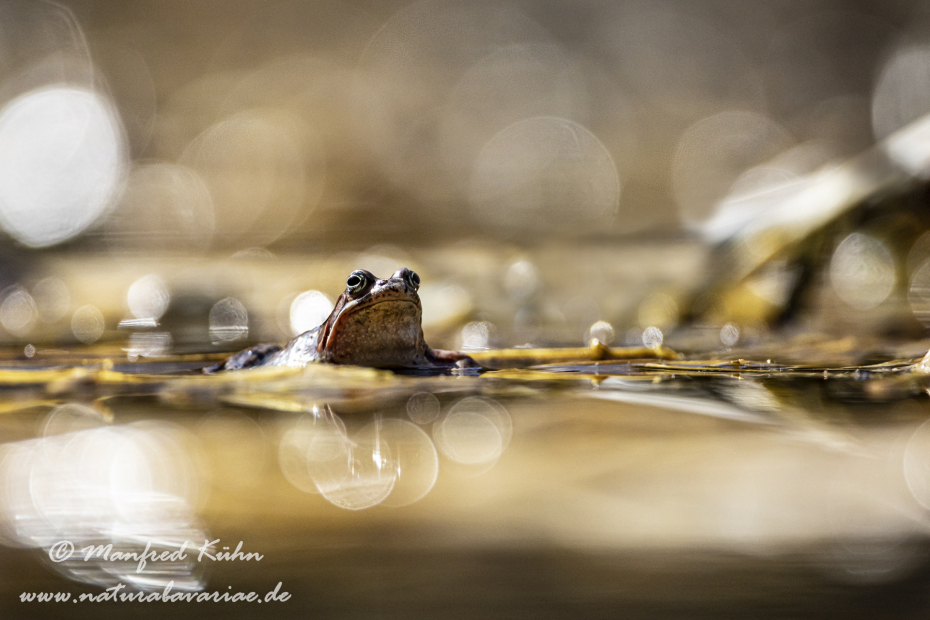 Grasfrosch ()_0050