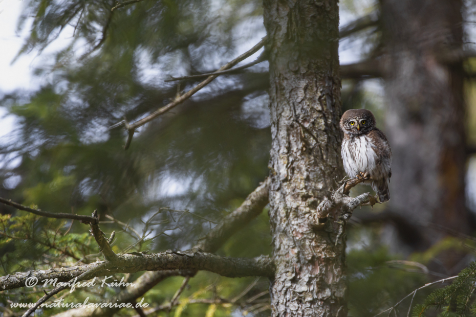 Sperlingskauz ()_0116