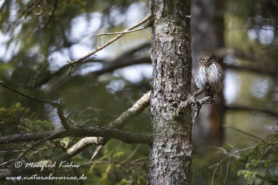 Sperlingskauz ()_0117