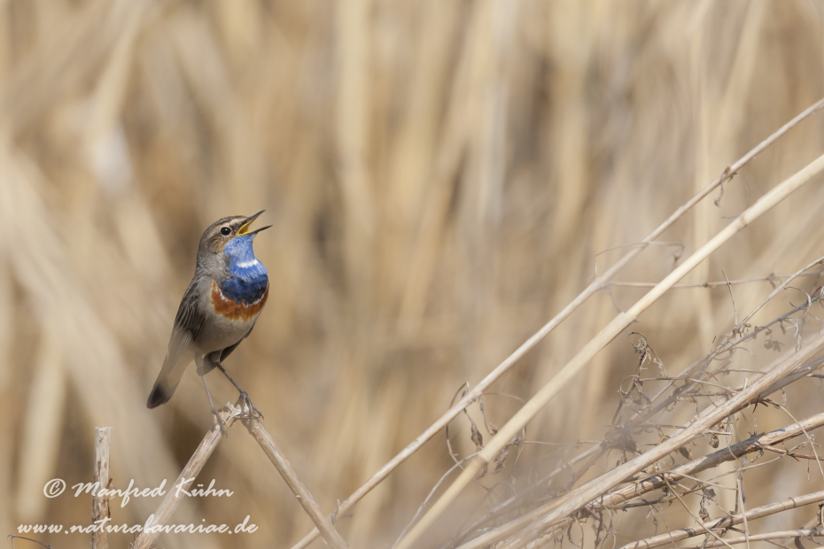 Blaukehlchen ()_0004