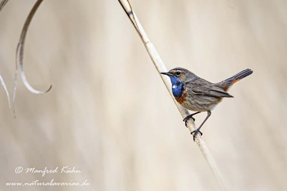 Blaukehlchen ()_0008