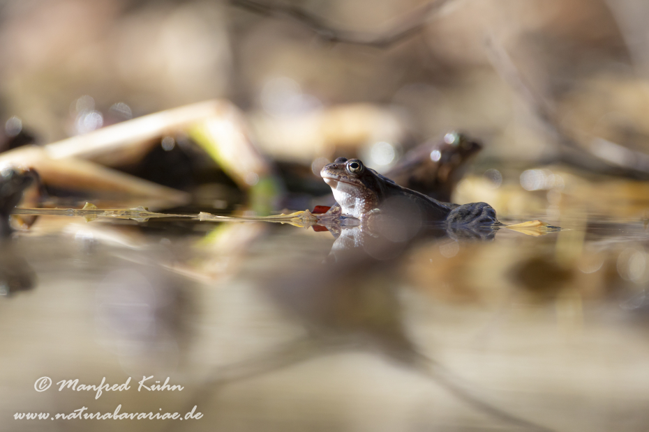 Grasfrosch ()_0070