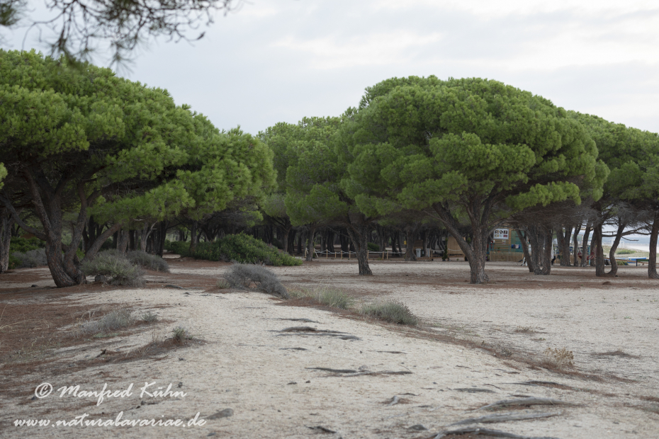 Sardinien (Italien)_0655