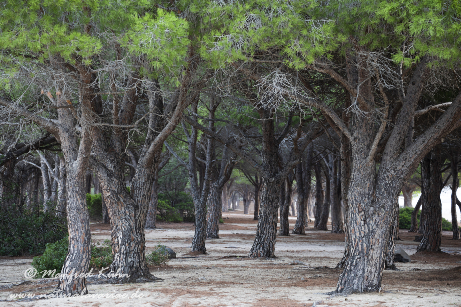 Sardinien (Italien)_0672