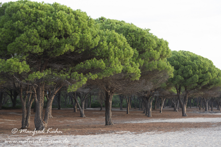 Sardinien (Italien)_0675