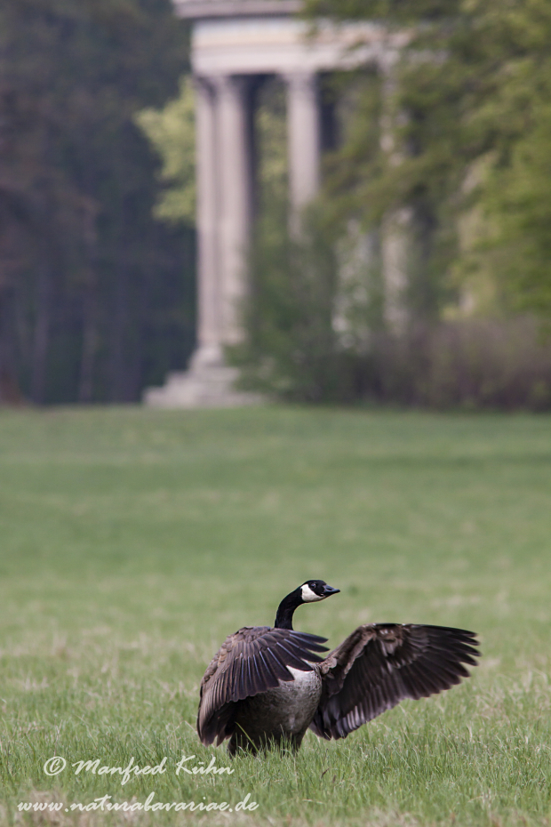 Nymphenburg-Schloss (BAY_Stadt_M)_0008