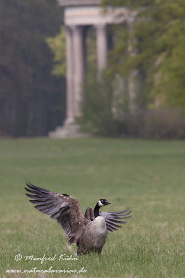 Nymphenburg-Schloss (BAY_Stadt_M)_0009