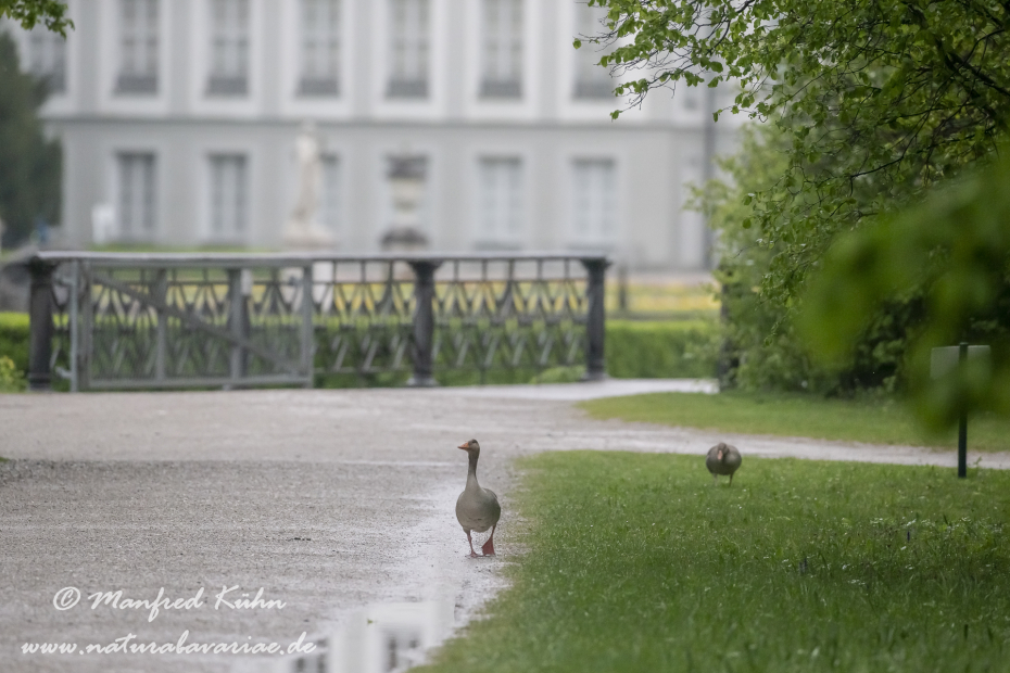 Nymphenburg-Schloss (BAY_Stadt_M)_0077