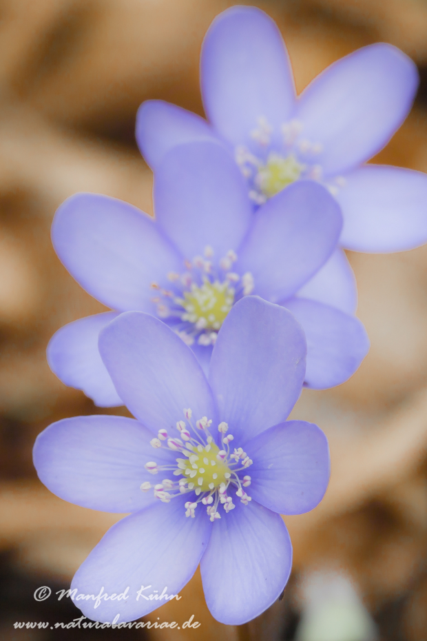 Leberblümchen ()_0003