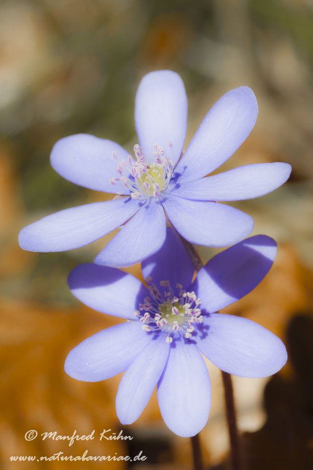 Leberblümchen ()_0006